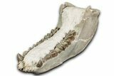 Fossil Oreodont (Merycoidodon) Mandible - South Dakota #355494-2